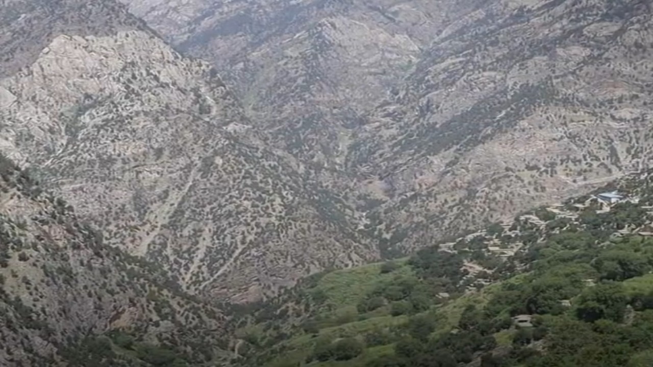 از بین رفتن ۳۴ درصد جنگلات افغانستانی‌