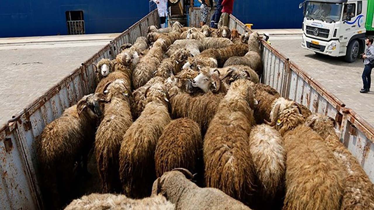 کامیونت ایسوزو با ۴۱ رأس احشام قاچاق به مقصد نرسید