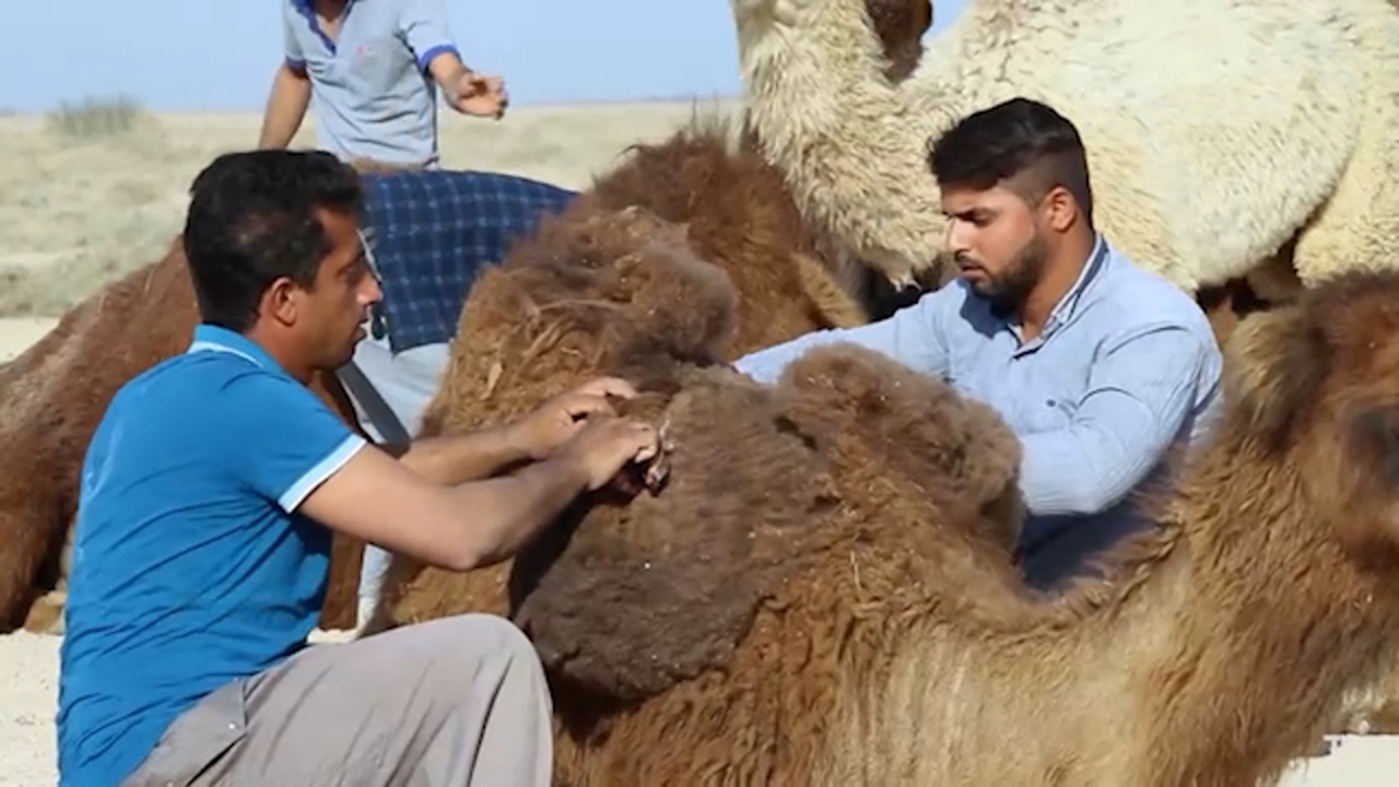 آشنایی با صنعت عبابافی در روستای کردوان بوشهر + فیلم