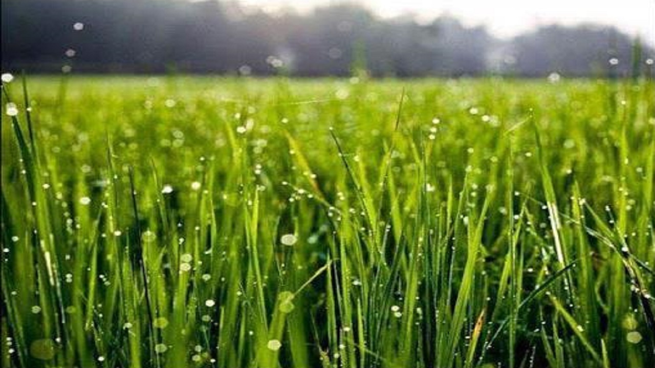 مبارزه شیمیایی علیه علف های هرز در سطح ۶۶ هزار هکتار انجام شد