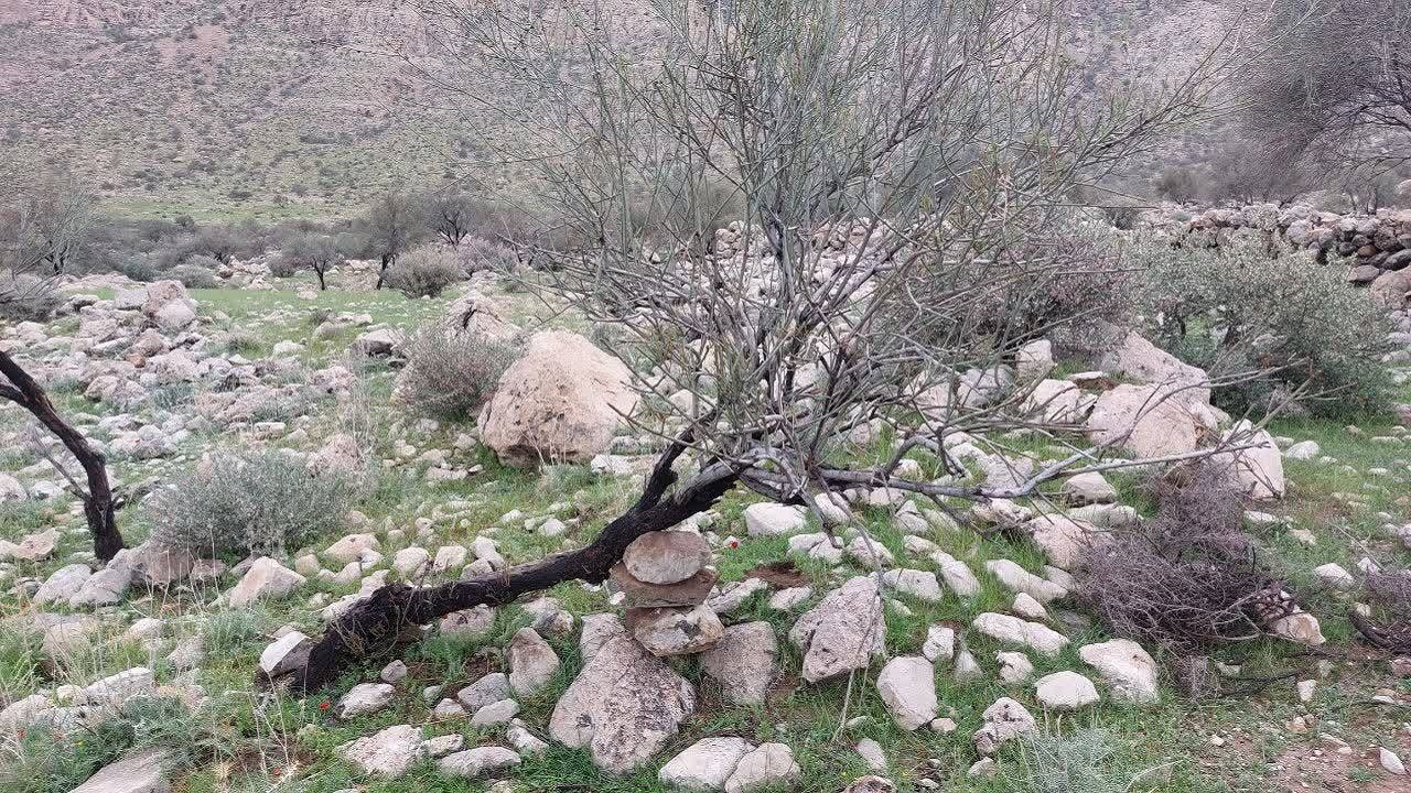 اردوی جهادی در قالب حفظ و صیانت از جنگل‌ها در روستای الیف + تصاویر