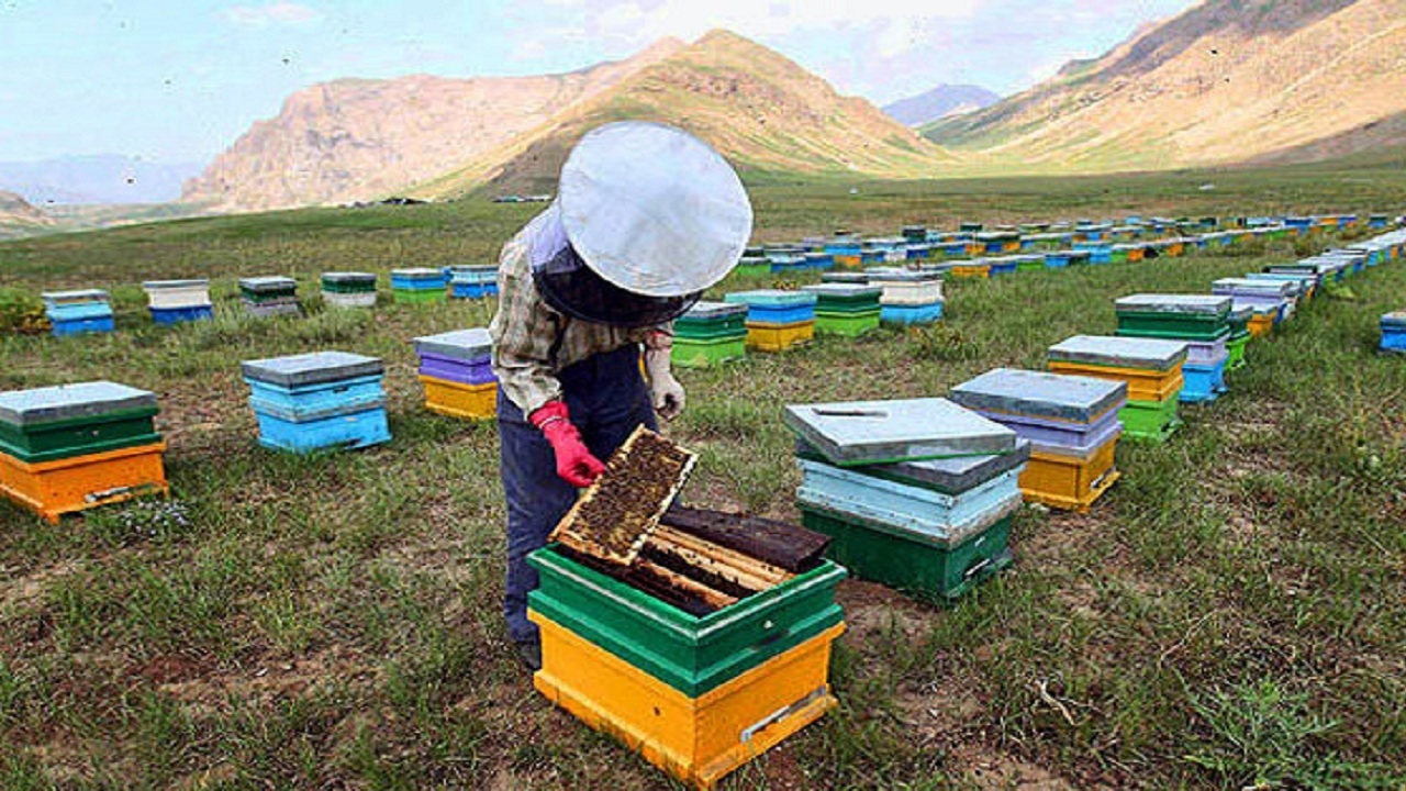هشدار به زنبورداران درباره شروع سمپاشی مزارع گندم