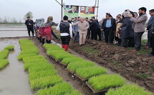 آیین آغاز رسمی نشاء مکانیزه شالیزار&zwnj;های گیلان