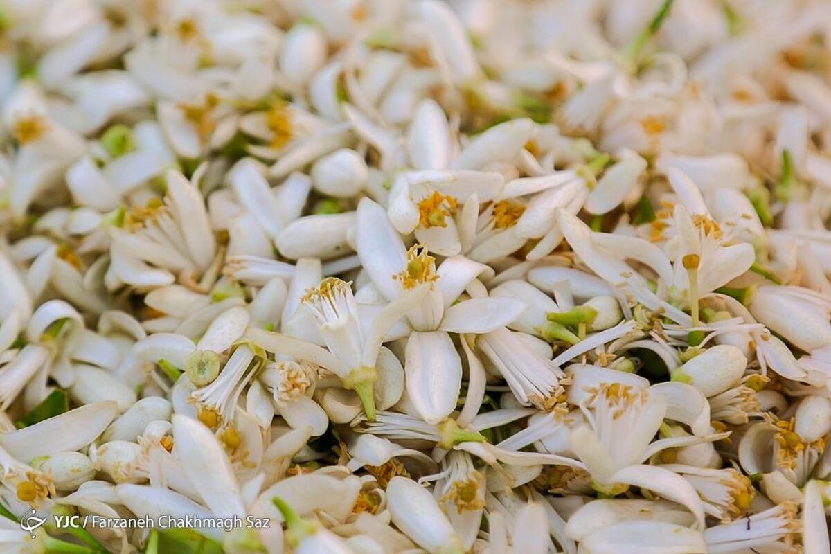 شکوفایی و عطرآکنی بهارنارنج در شیراز