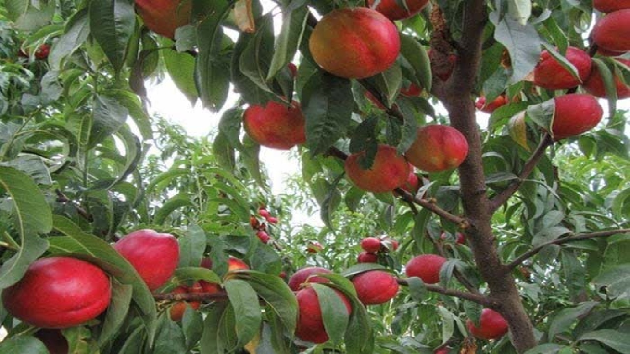 افزودن ۱۸۱ هکتار به باغات بروجرد