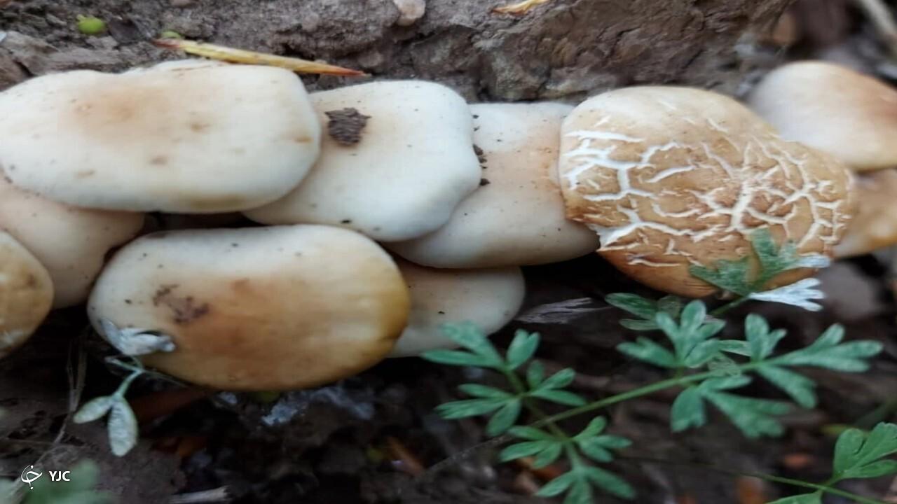 سالانه ۳ هزار و ۳۰۰ تن قارچ‌خوراکی در آذربایجان‌غربی تولید می‌شود