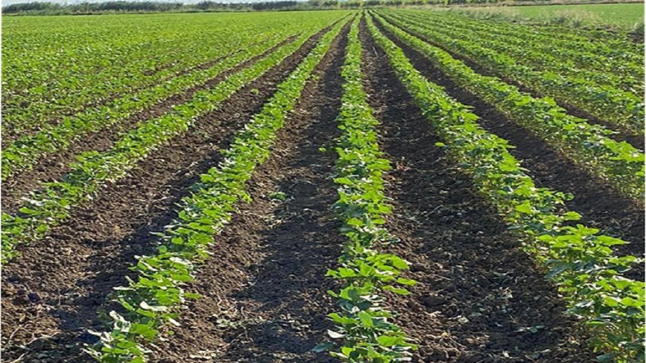 آغاز کشت بهاره محصولات زراعی در اردل