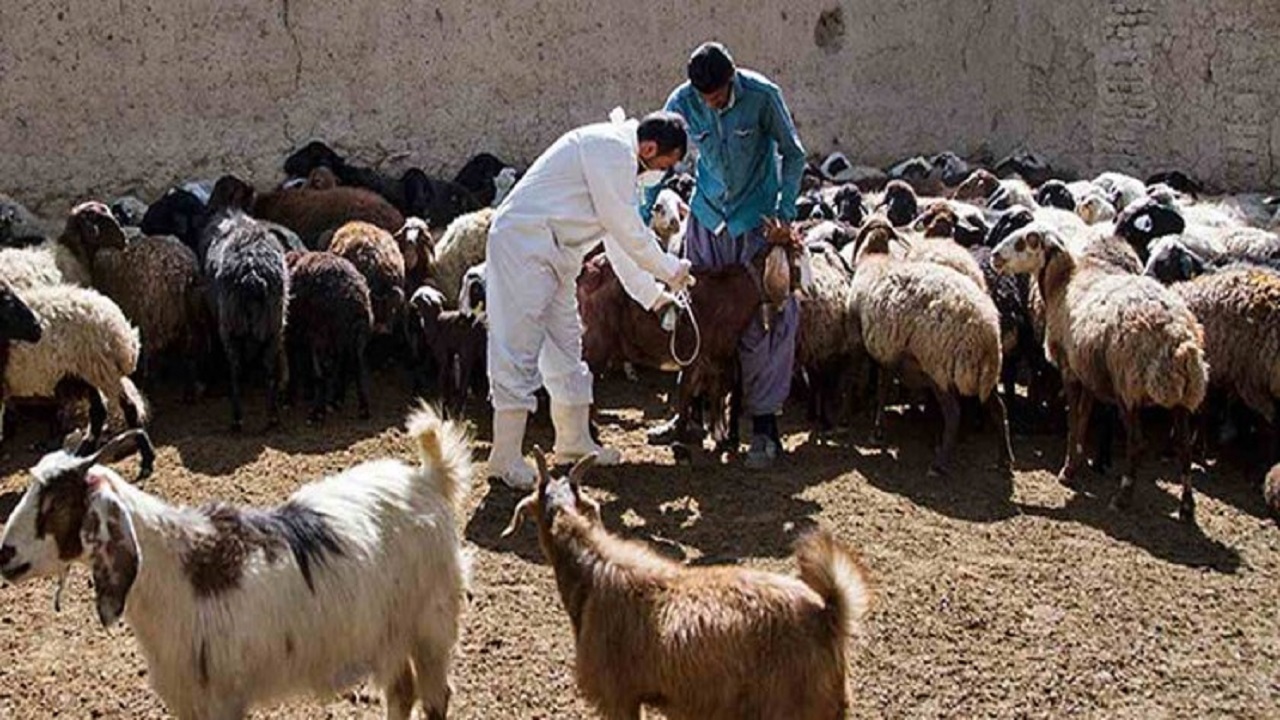 واکسینه شدن بیش از ۲۶۰ هزار رأس دام علیه بیماری تب مالت