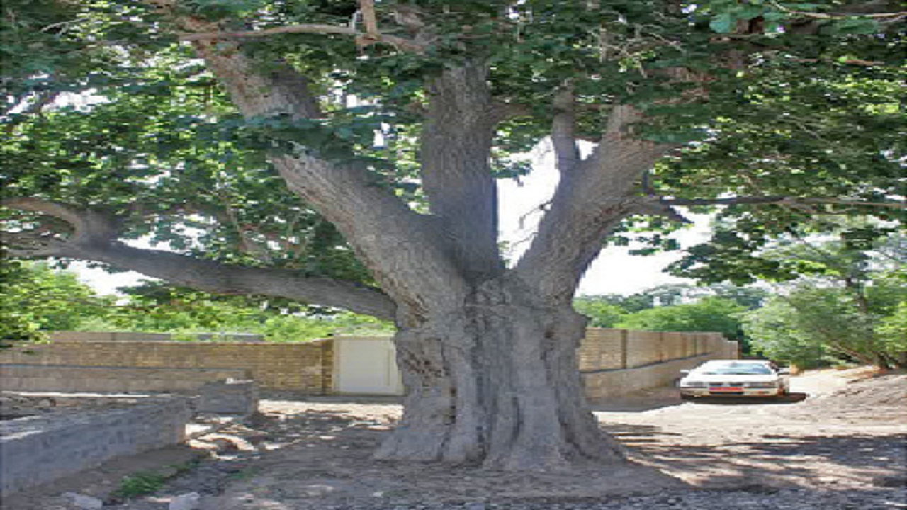 ثبت ملی درخت توت واله روستای قبادبزن قم
