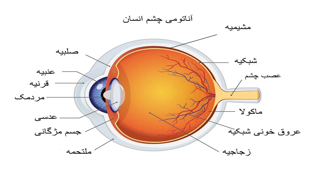 شبیه سازی گرافیکی ساختمان چشم انسان + فیلم