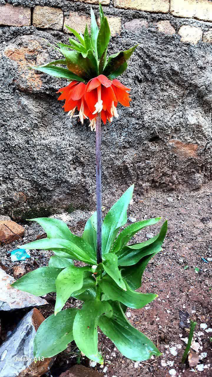 طبیعت روستای حصار طبیعت روستای حصار
