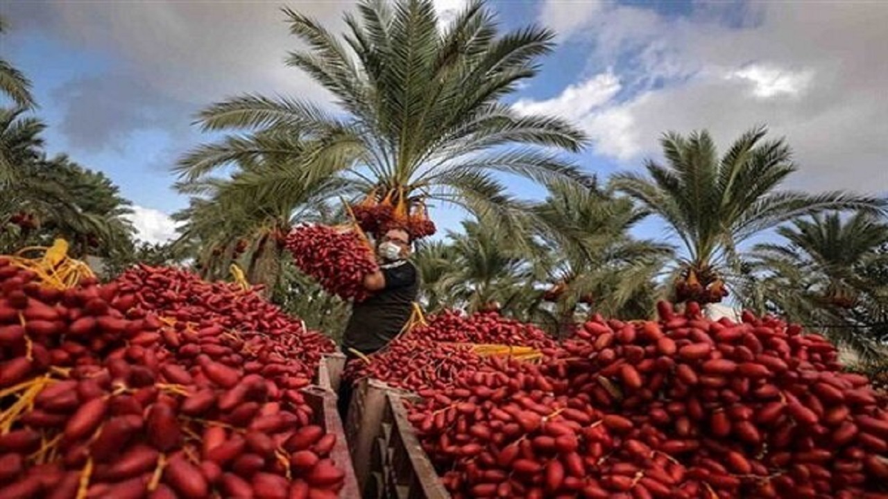 برداشت ۳۰۰ هزار تن انواع خرما در سیستان و بلوچستان