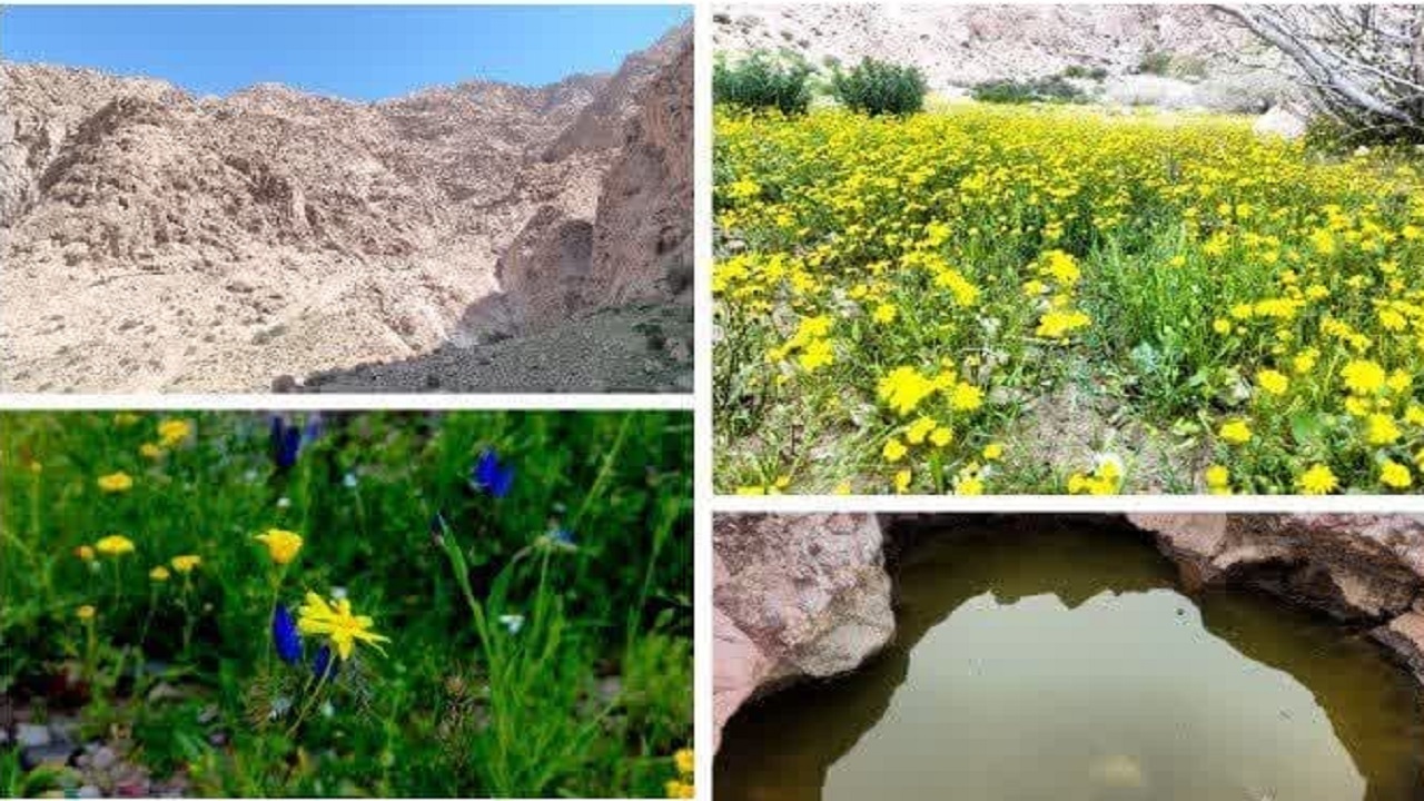 طبیعت بهاری روستای بمرود + تصاویر