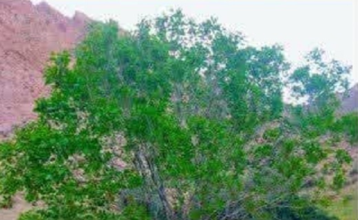 روستای بمرود شهرستان زیرکوه