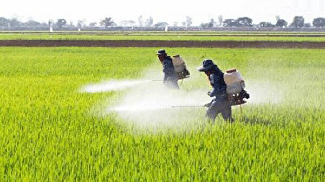 سمپاشی ۱۱۰۰ هکتار از مزارع گندم و جو در قزوین