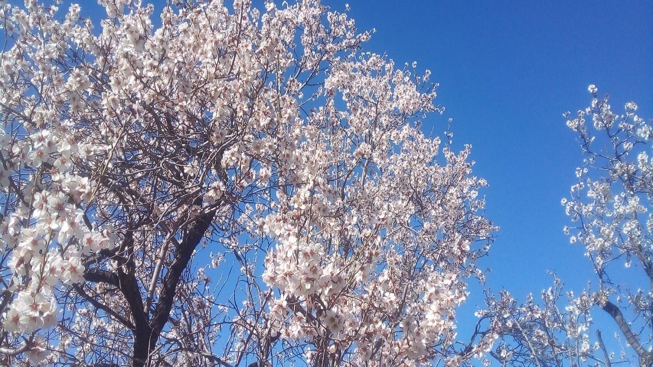 بهار رنگارنگ روستای جغدان ارمغانی برای عاشقان طبیعت + تصاویر