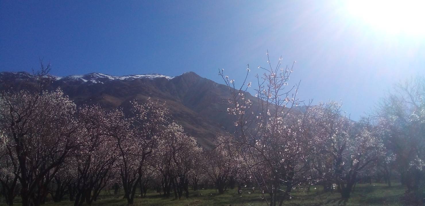منظره بهاری منظره بهاری