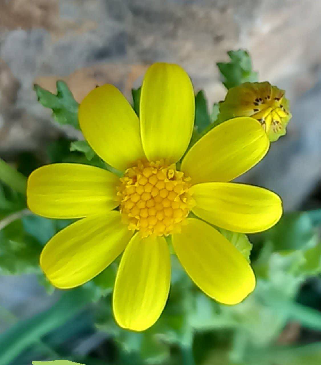 گل بهاری