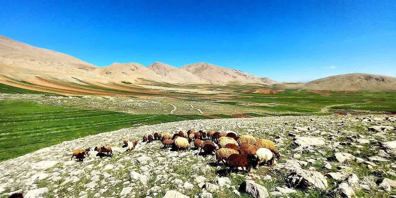 چرای گوسفندان