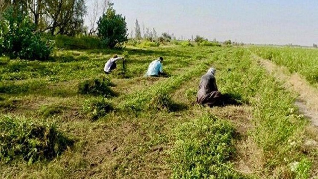 حدود ۱۷ هزار تن حنا در سیستان و بلوچستان برداشت شد