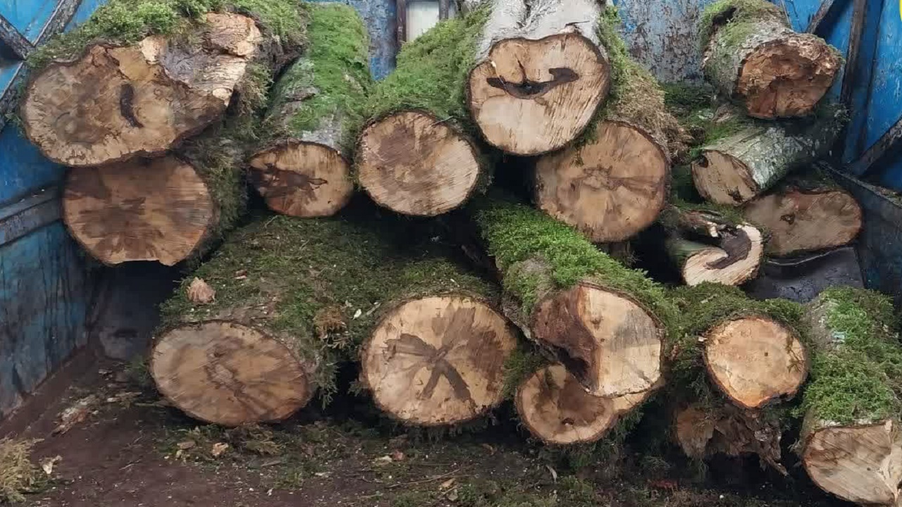 کشف و ضبط چوب جنگلی قاچاق در شهرستان میاندورود