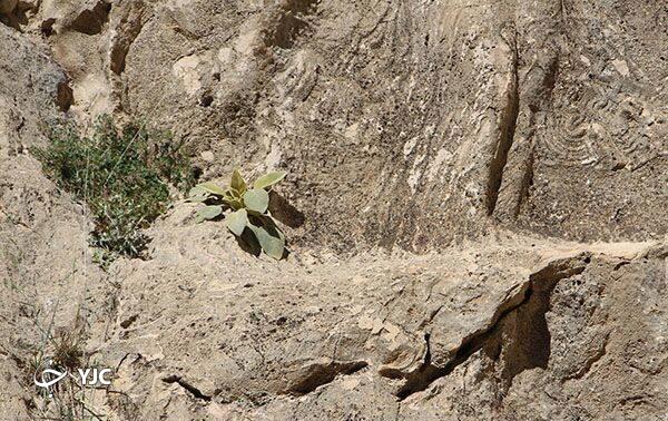 رخنه گیاهان خودرو در درون سنگ نگاره های برم دلک رخنه گیاهان خودرو در درون سنگ نگاره های برم دلک