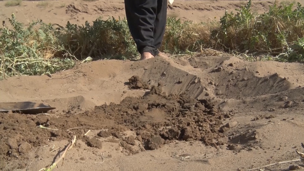 آغاز کشت  هندوانه‌ ارگانیک دیم در چاله سنبک آران و بیدگل +فیلم