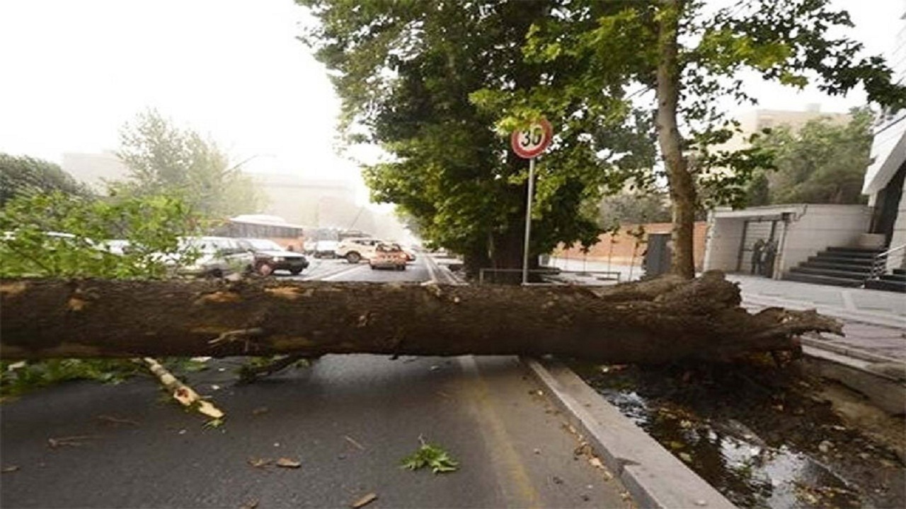 سقوط درخت و واژگونی خودرو در بندرعباس