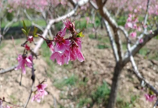 مناظر زیبای بهاری لرستان+تصاویر