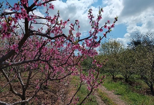 مناظر زیبای بهاری لرستان+تصاویر