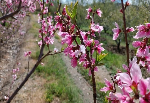مناظر زیبای بهاری لرستان+تصاویر