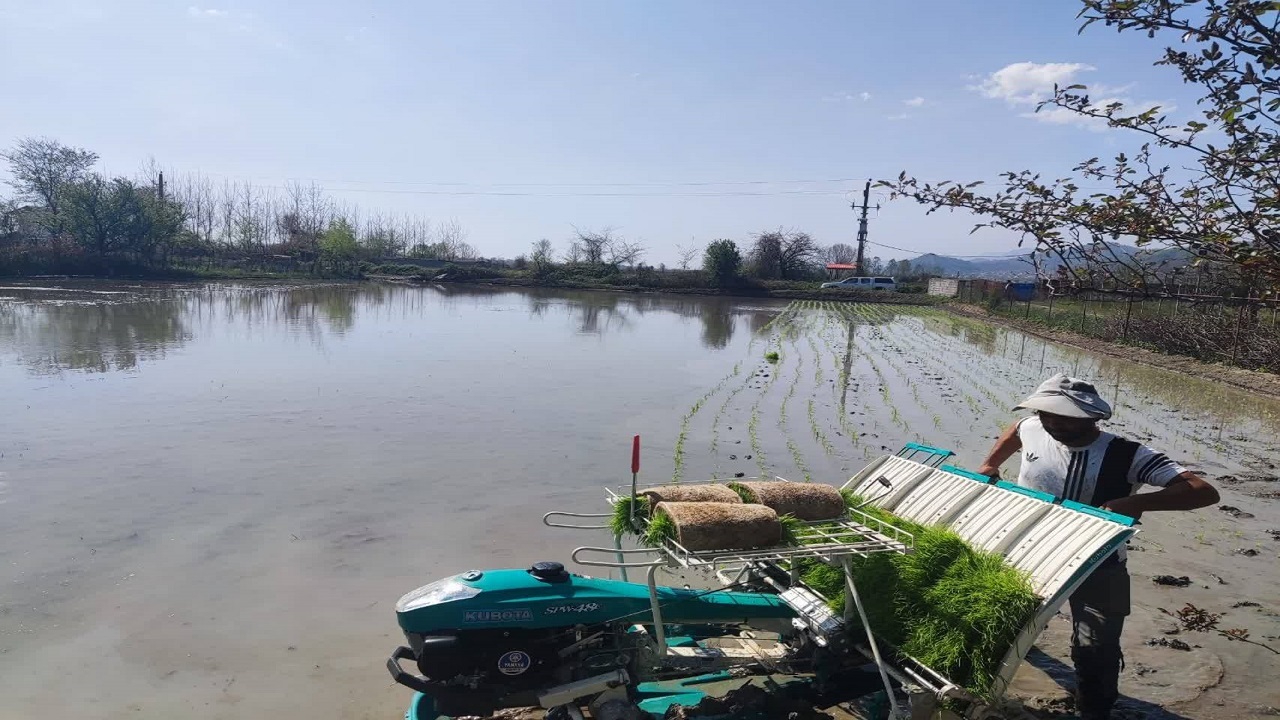 نشاء مکانیزه برنج در آستارا
