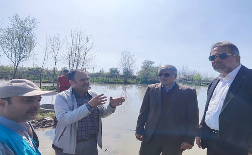 نشاء مکانیزه برنج در آستارا