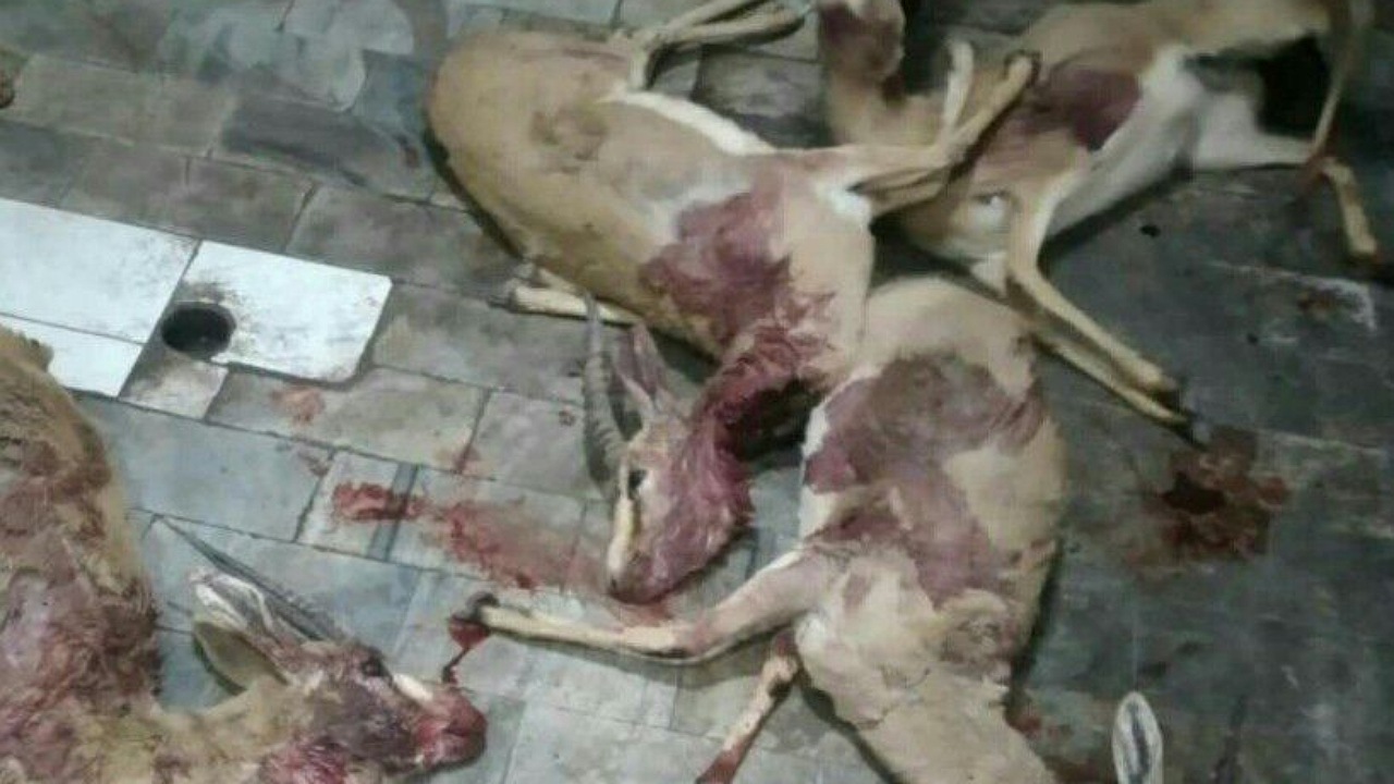 شکارچیان غیرمجاز در منطقه حفاظت شده راور دستگیر شدند