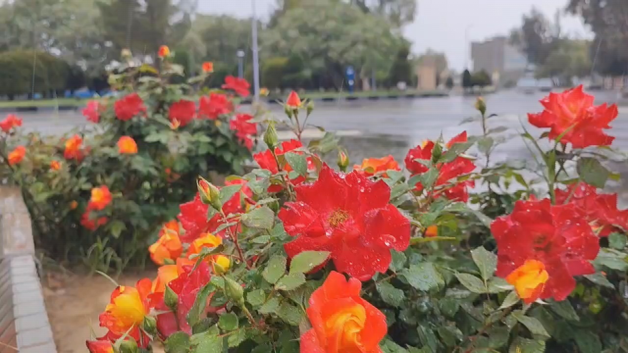 ارمغان طراوت بهاری با بارش باران