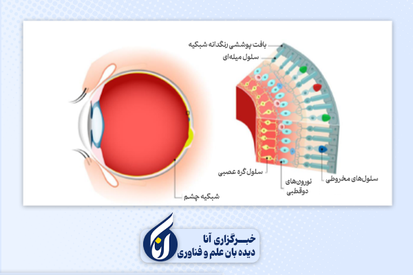 سلول&zwnj;های استوانه&zwnj;ای و مخروطی چشم