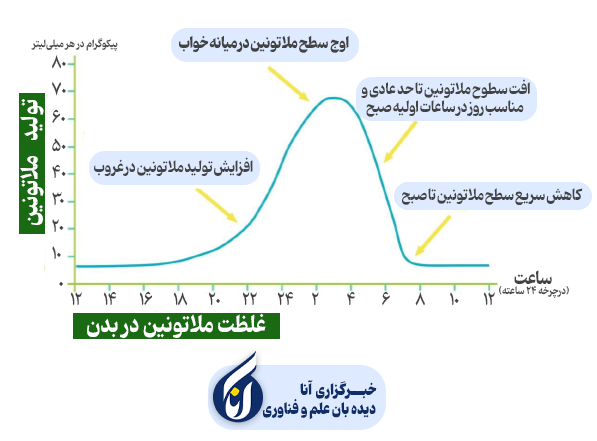 تولید ملاتونین در چرخه ۲۴ ساعته
