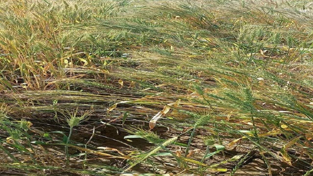 بارش شدید باران به مزارع کشاورزی شادگان خسارت زد + تصاویر