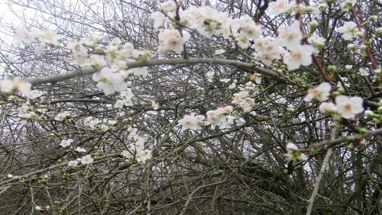خودنمایی بهار در پارک ملی گلستان