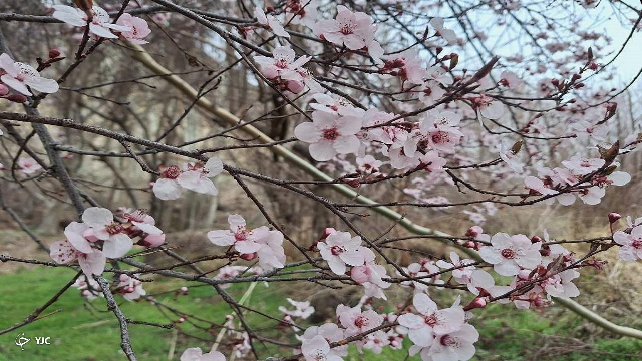 رخ نمایی شکوفه‌های بهاری در حاشیه رودخانه زاینده رود+تصاویر