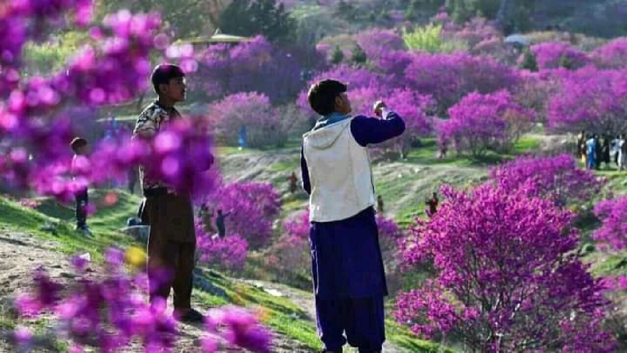 دوازدهمین دور جشنواره ملی گل ارغوان در پروان