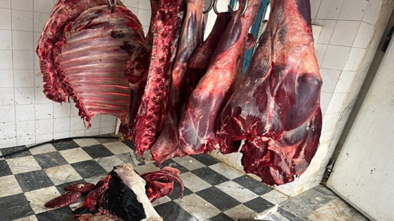 حذف لاشه گاو ۴۰۰ کیلوگرمی از چرخه مصرف انسانی