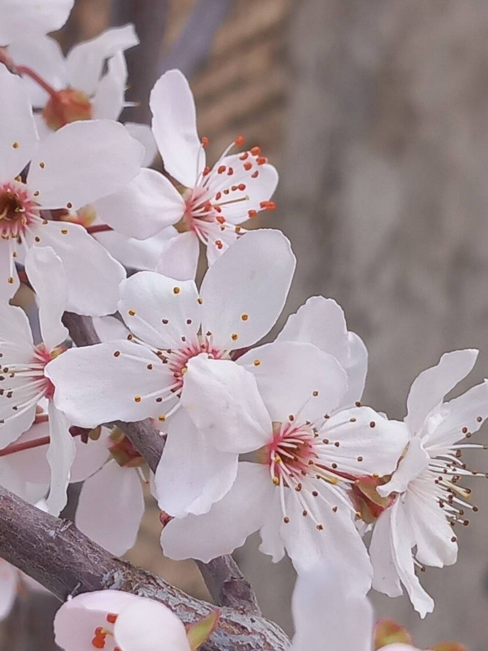 شکوفا شدن درختان بهاری