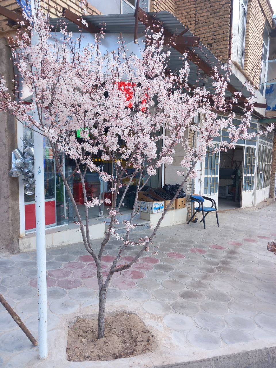 شکوفا شدن درختان در فصل بهار