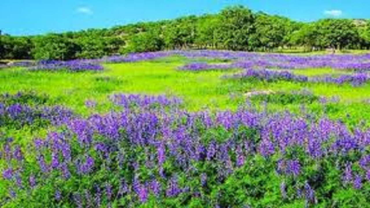 افزایش ۷۰۰ هکتاری مزارع کشت گیاهان دارویی در اصفهان