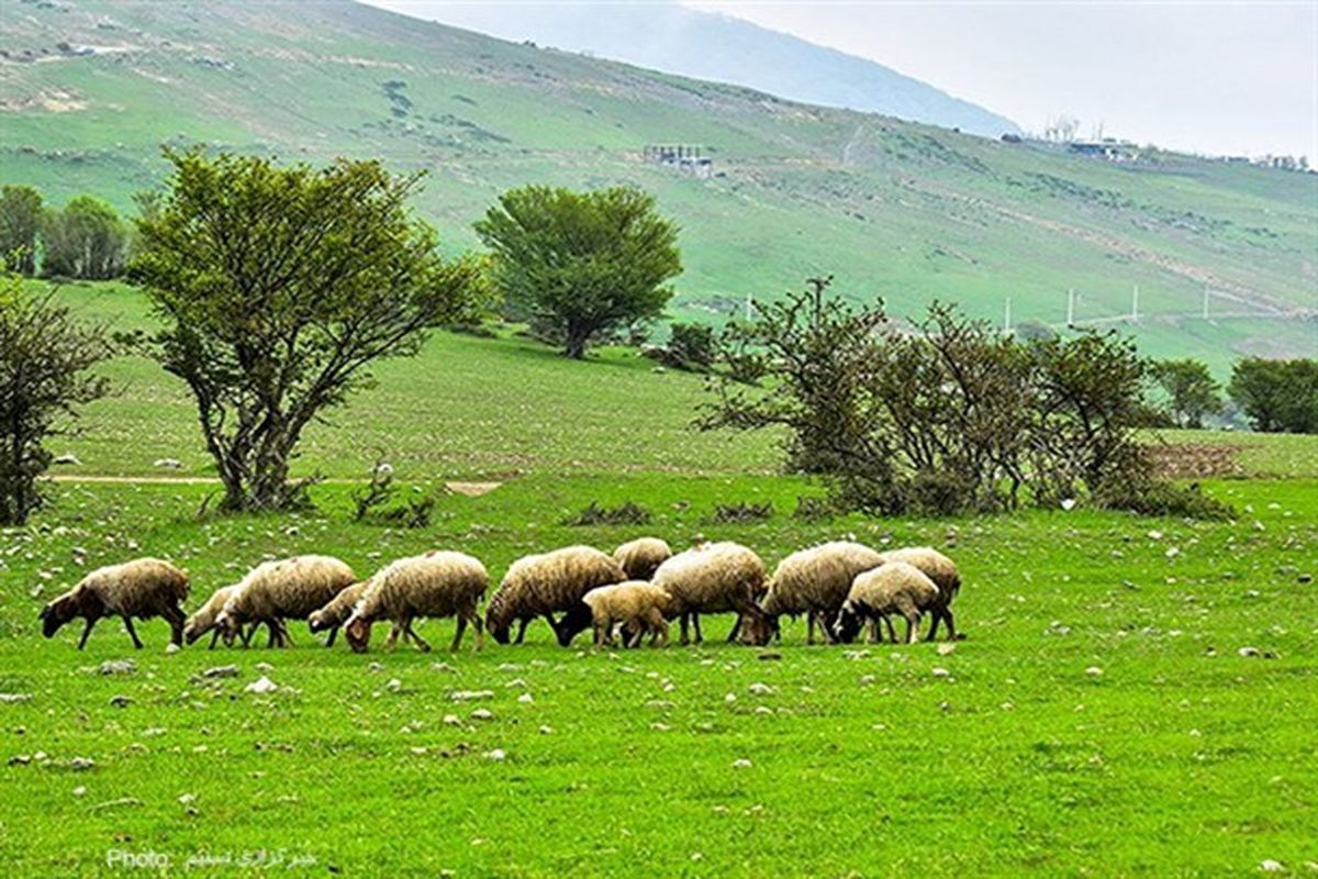 ضرورت استفاده از پسماند کشاورزی برای جلوگیری از فشار کمتر به مراتع همدان