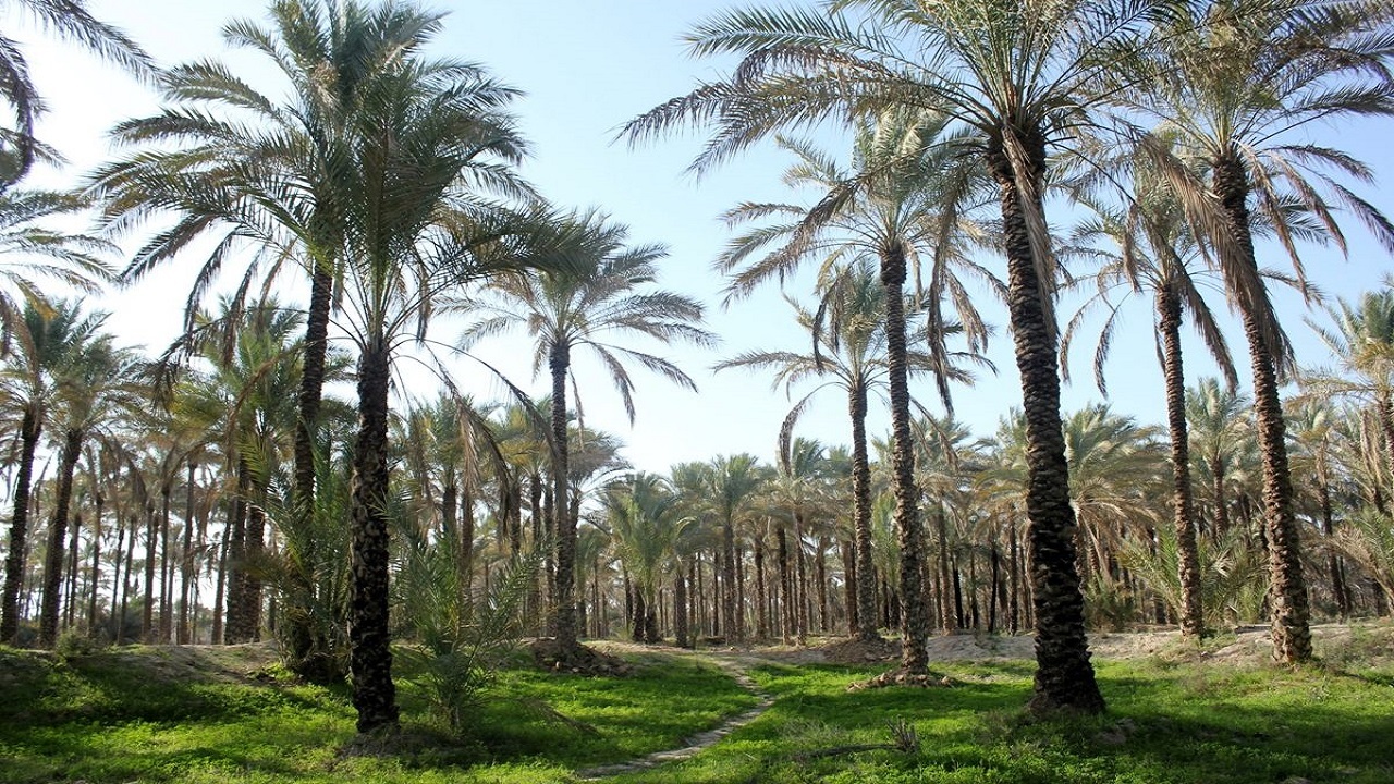 تصاویری زیبا از نخلستان‌های قصر شیرین + فیلم