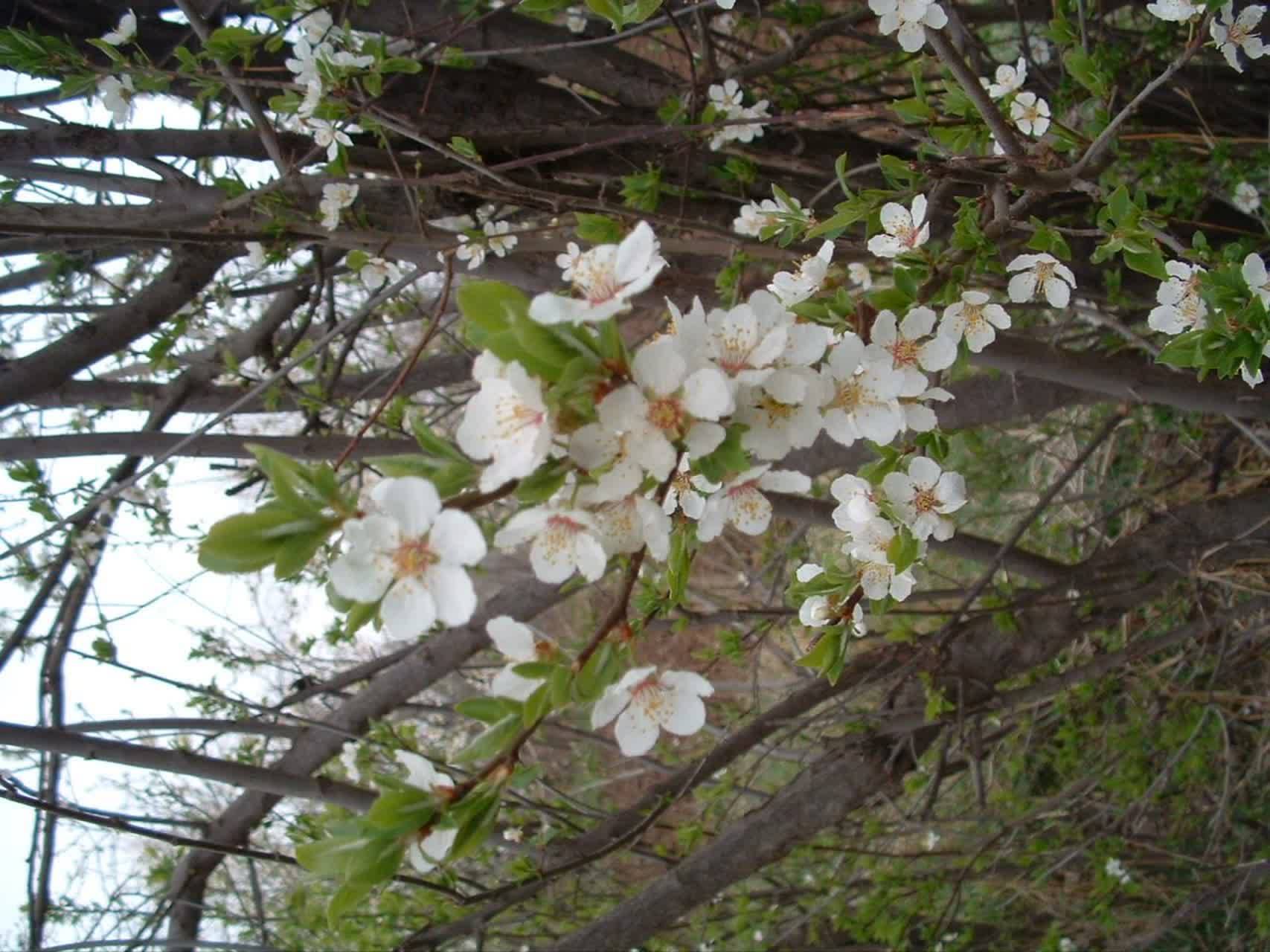 شکوفه های سفید