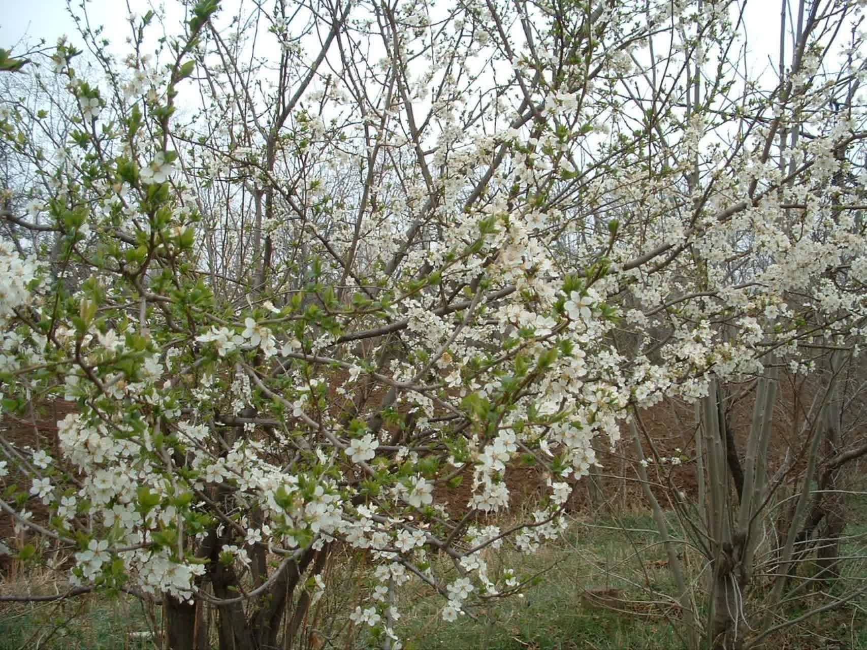 شکوفه های درختان