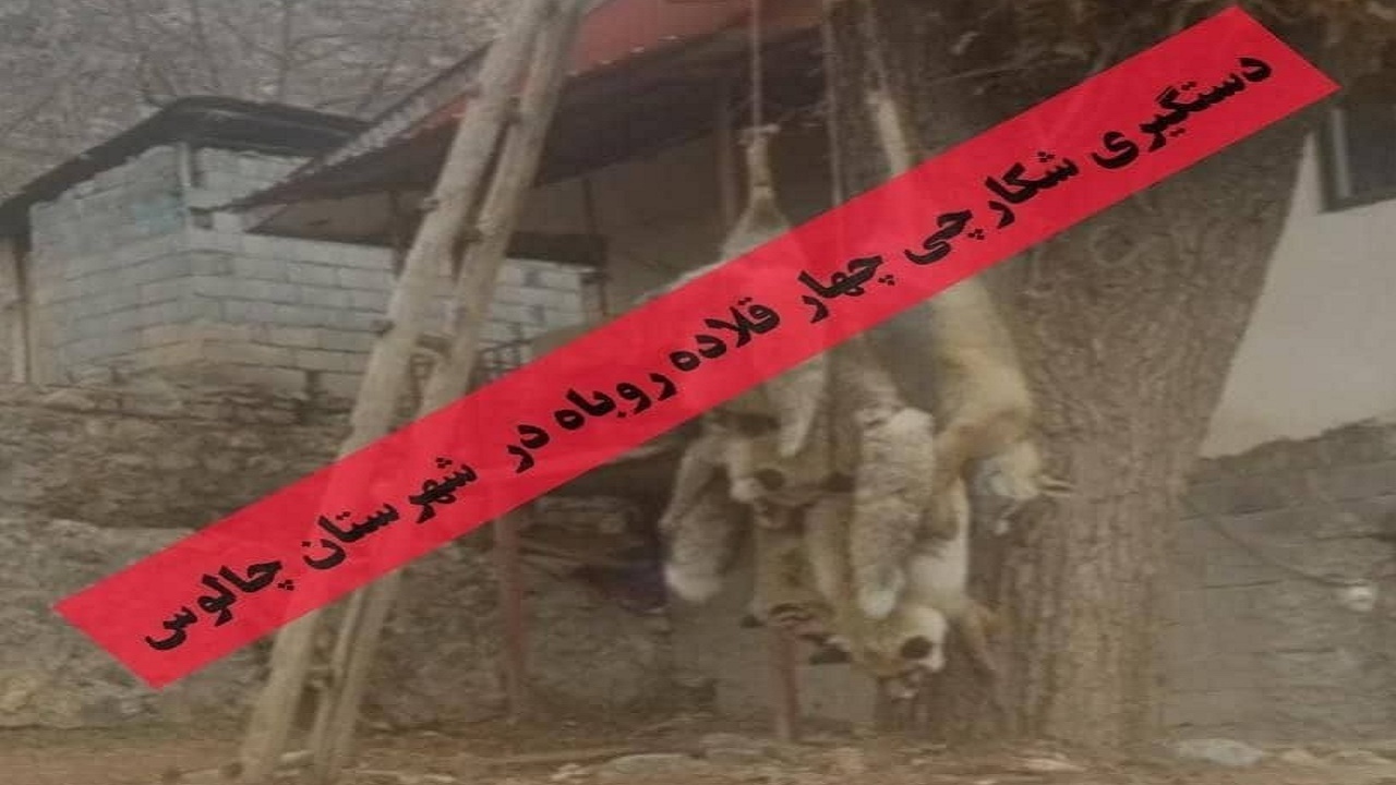 دستگیری شکارچی ۴ قلاده روباه در  چالوس